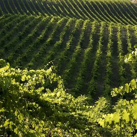 Castello Di Querceto Farm stay *