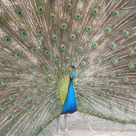 Castello Di Querceto *