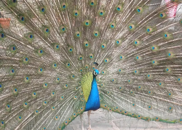 Castello Di Querceto *