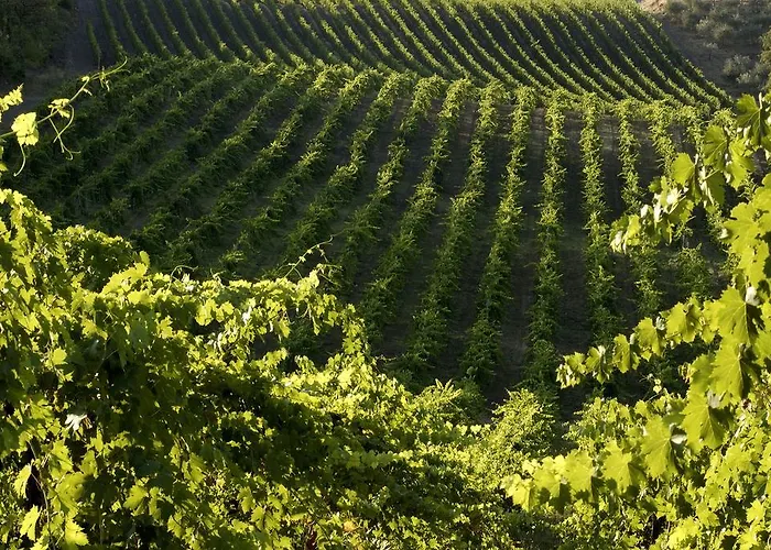 Castello Di Querceto Feriegård *